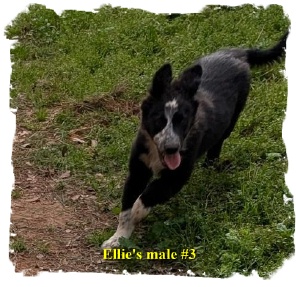 ABCA male B/W Border Collie out of working stock